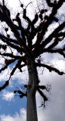 1693-Ceiba tree